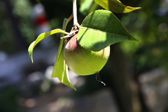 油茶