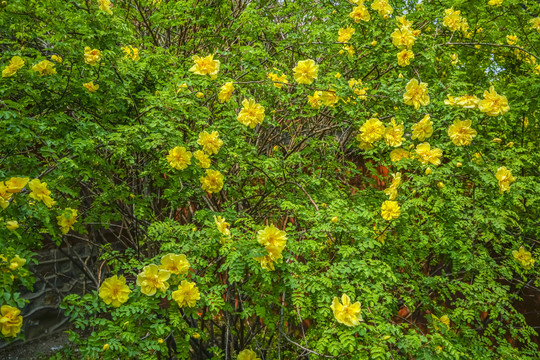 迎春花高清大图