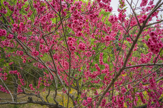 桃花高清大图