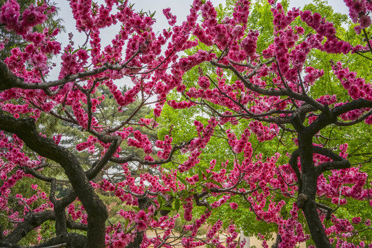 桃花高清大图