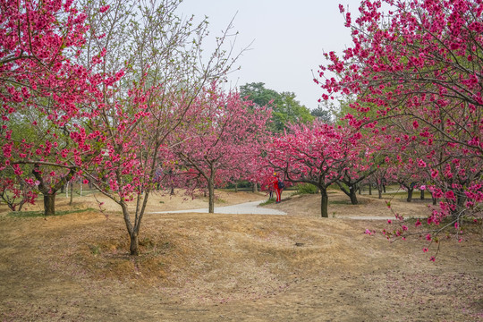 桃花高清大图