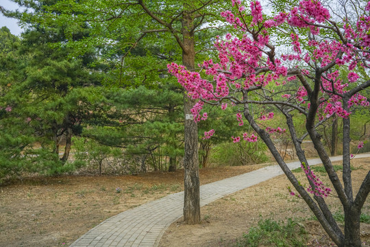 桃花高清大图