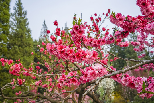 桃花高清大图