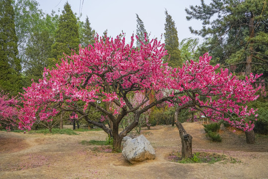 桃花高清大图