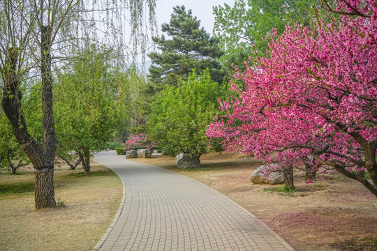 桃花高清大图