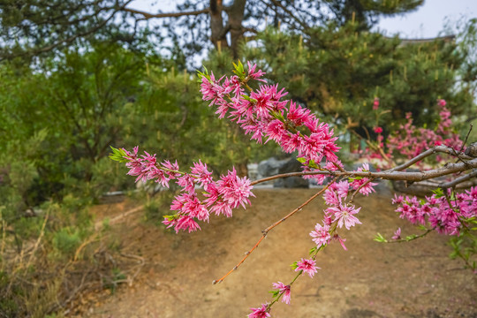 桃花高清大图