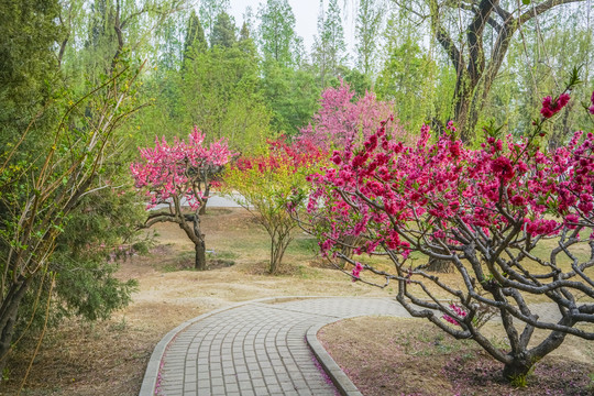 桃花高清大图