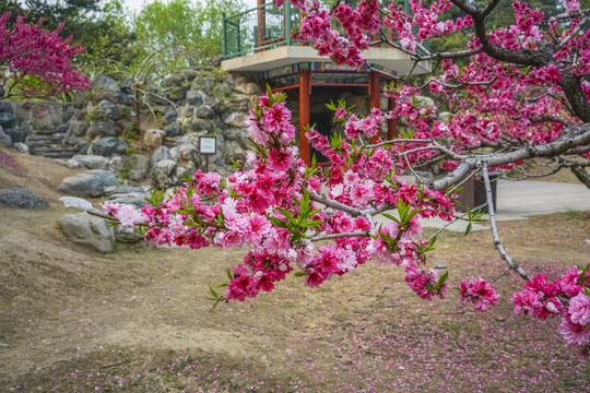 桃花高清大图