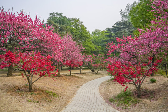 桃花高清大图