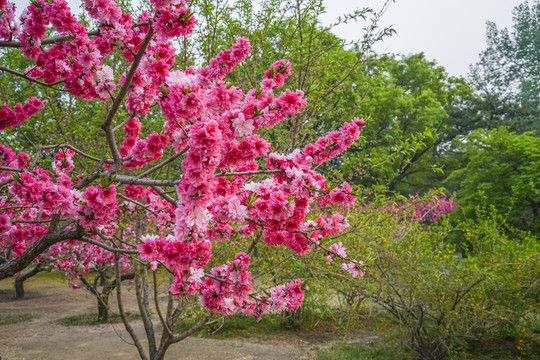 桃花高清大图