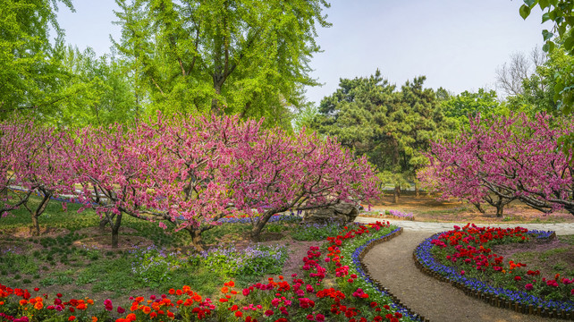 桃花全景大画幅