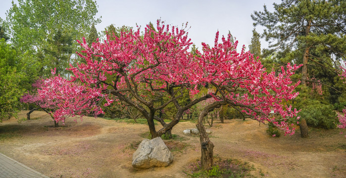 桃花全景大画幅