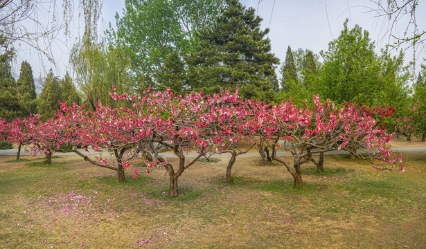 桃花全景大画幅