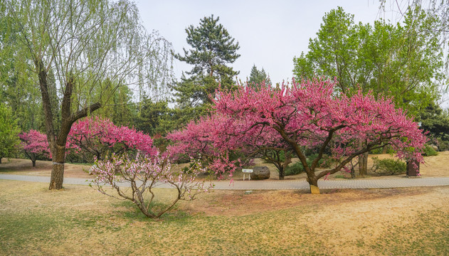 桃花全景大画幅