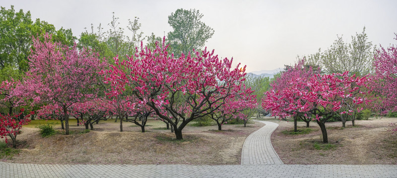 桃花全景大画幅