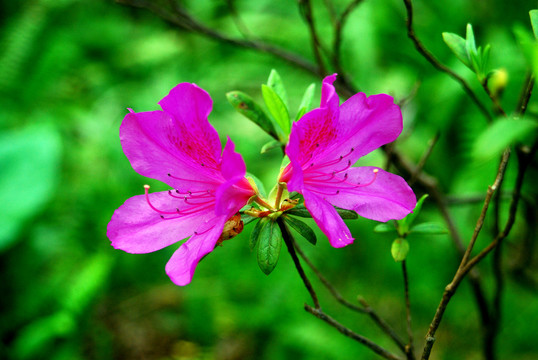 杜鹃花