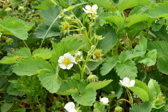 草莓苗草莓园草莓花草莓秧