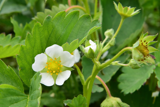 草莓苗草莓园草莓花草莓秧