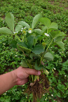 草莓苗草莓园草莓花草莓秧