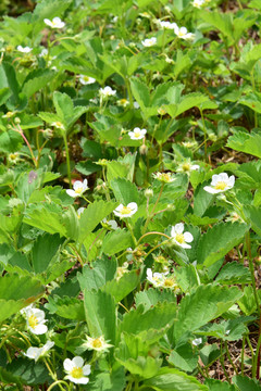 草莓苗草莓园草莓花草莓秧