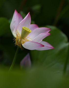 微山湖荷花