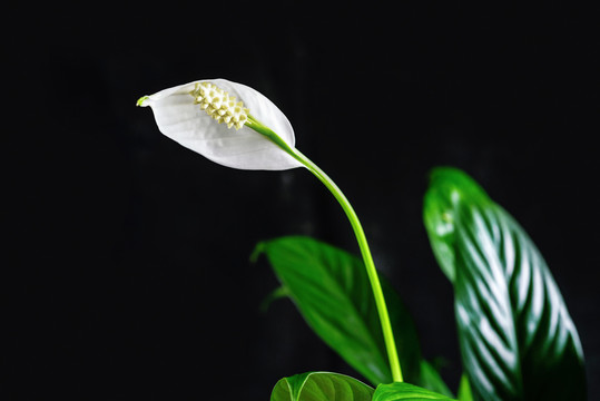 绿色植物一帆风顺的白花