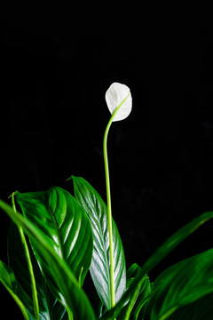 绿色植物一帆风顺的白花