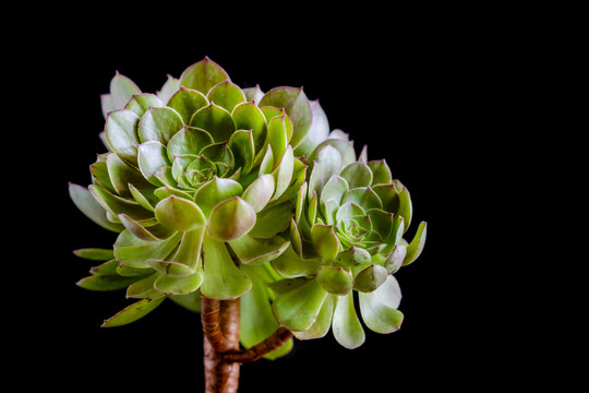 多肉植物万圣节法师