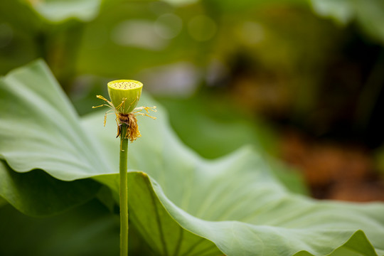 荷花