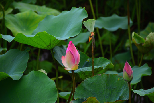 花蕾