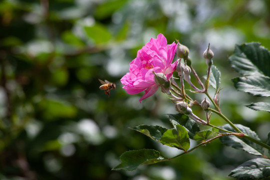 蔷薇蜜蜂