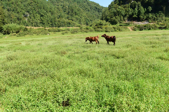 草原骏马