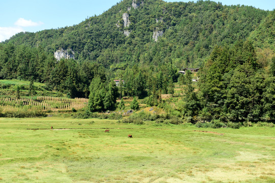 山区山脉草场放牧