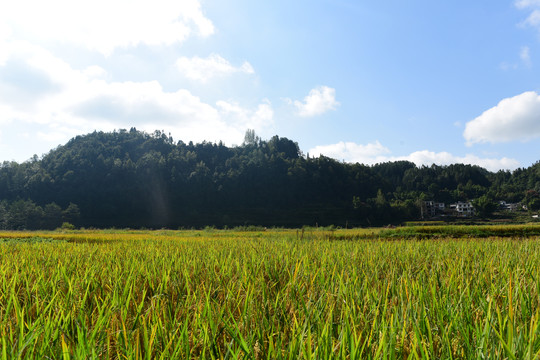 水稻稻谷丰收