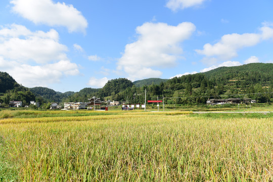 稻田稻谷