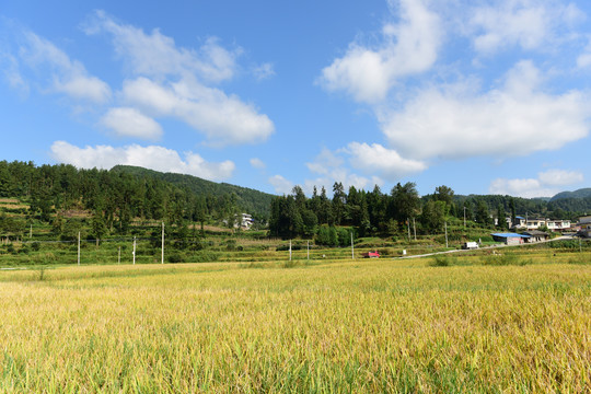 收割稻田的稻谷