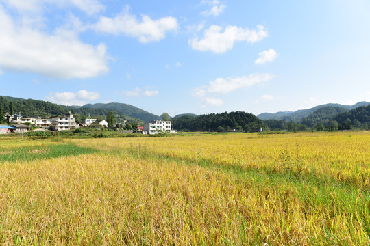 收割稻田的稻谷