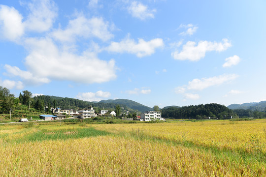 收割稻田的稻谷