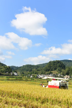 农田成熟的水稻稻谷