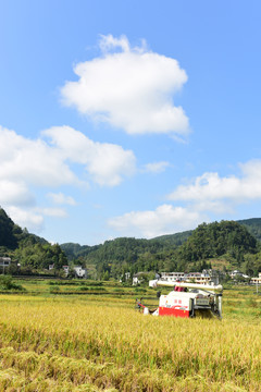 农田成熟的水稻稻谷