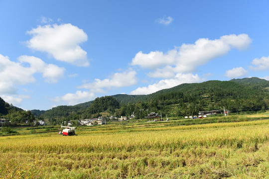 农田成熟的水稻稻谷