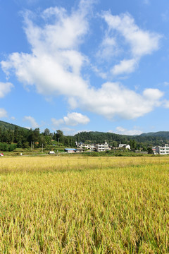 农田成熟的水稻稻谷