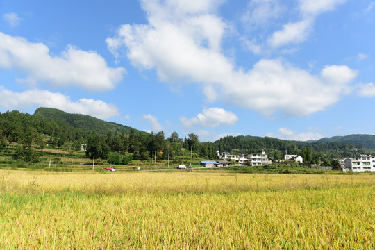 农田成熟的水稻稻谷