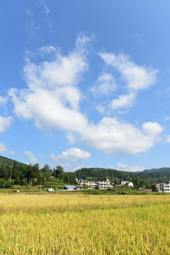 农田成熟的水稻稻谷