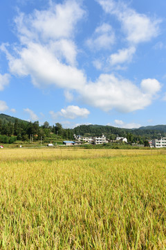 农田成熟的水稻稻谷