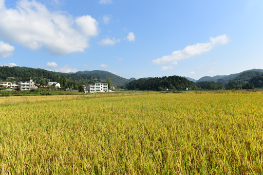 农田成熟的水稻