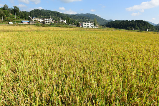 农田成熟的水稻