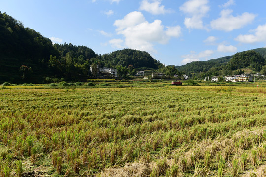 农田成熟的水稻