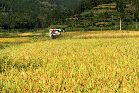 农田成熟的水稻