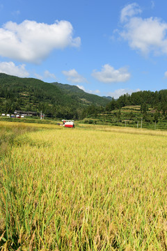 农田成熟的水稻